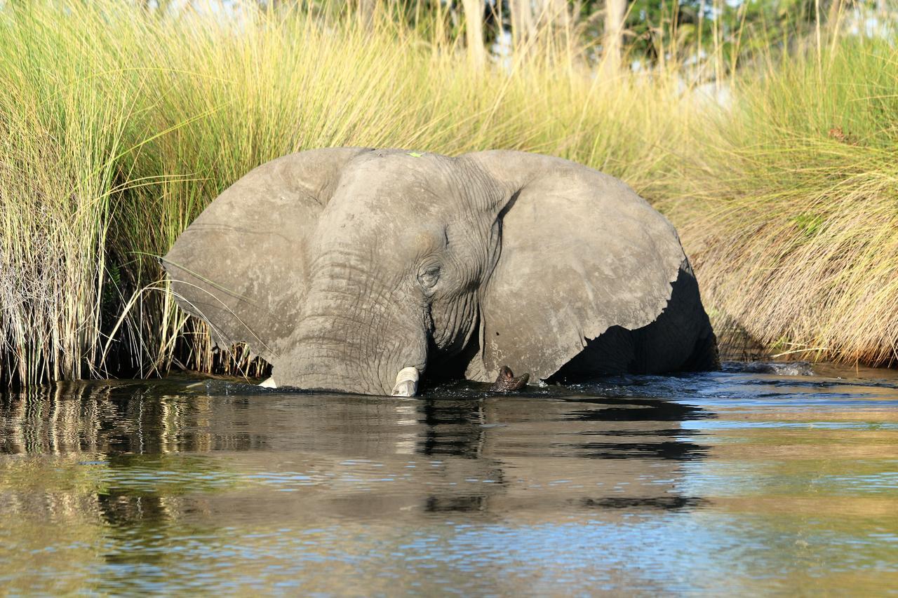 Island Safari Lodge Maun Eksteriør billede