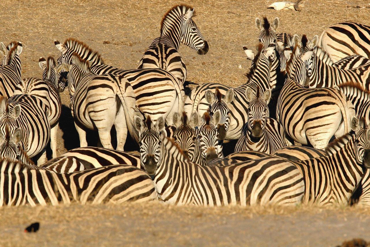 Island Safari Lodge Maun Eksteriør billede