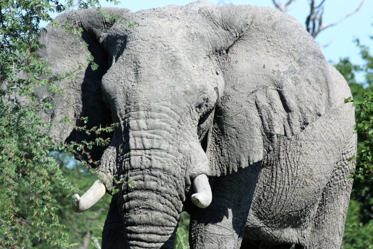 Island Safari Lodge Maun Værelse billede