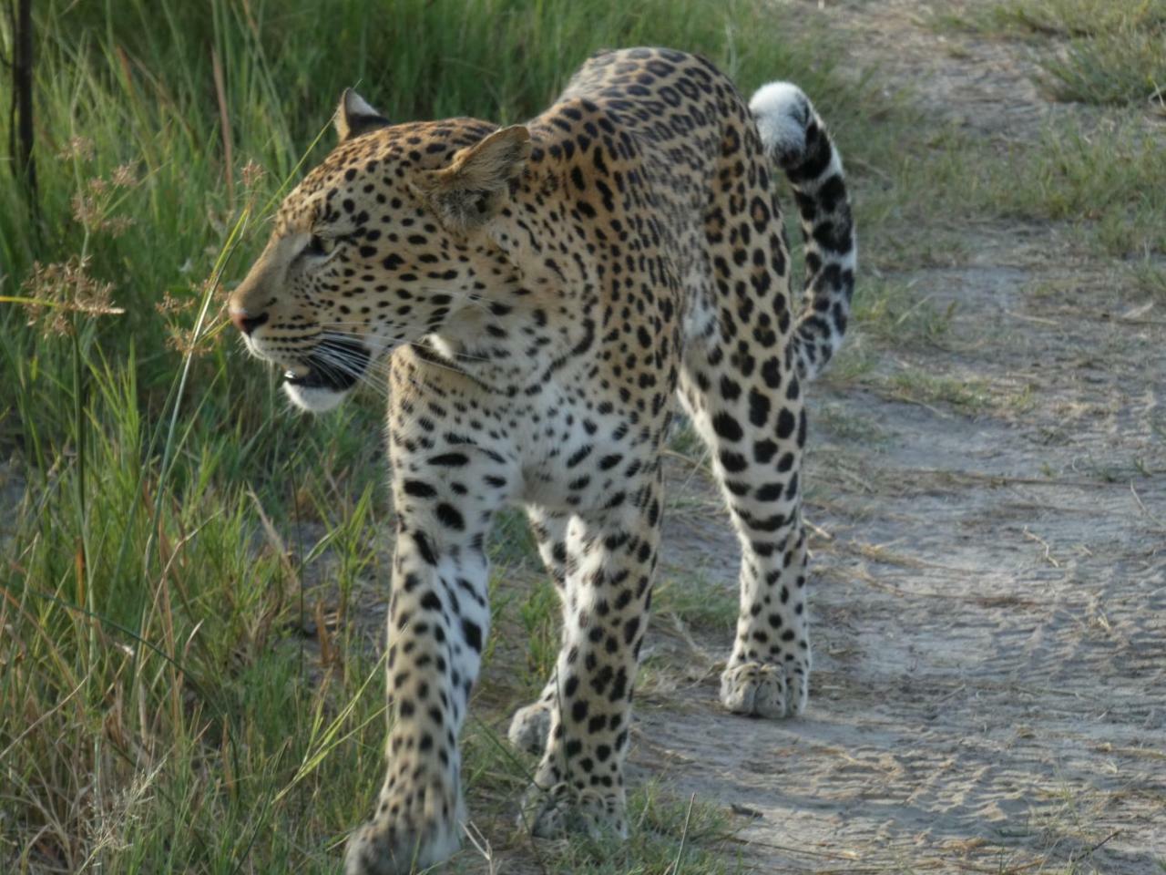 Island Safari Lodge Maun Eksteriør billede