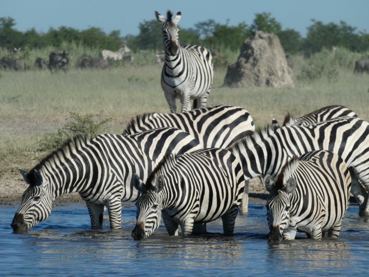 Island Safari Lodge Maun Eksteriør billede