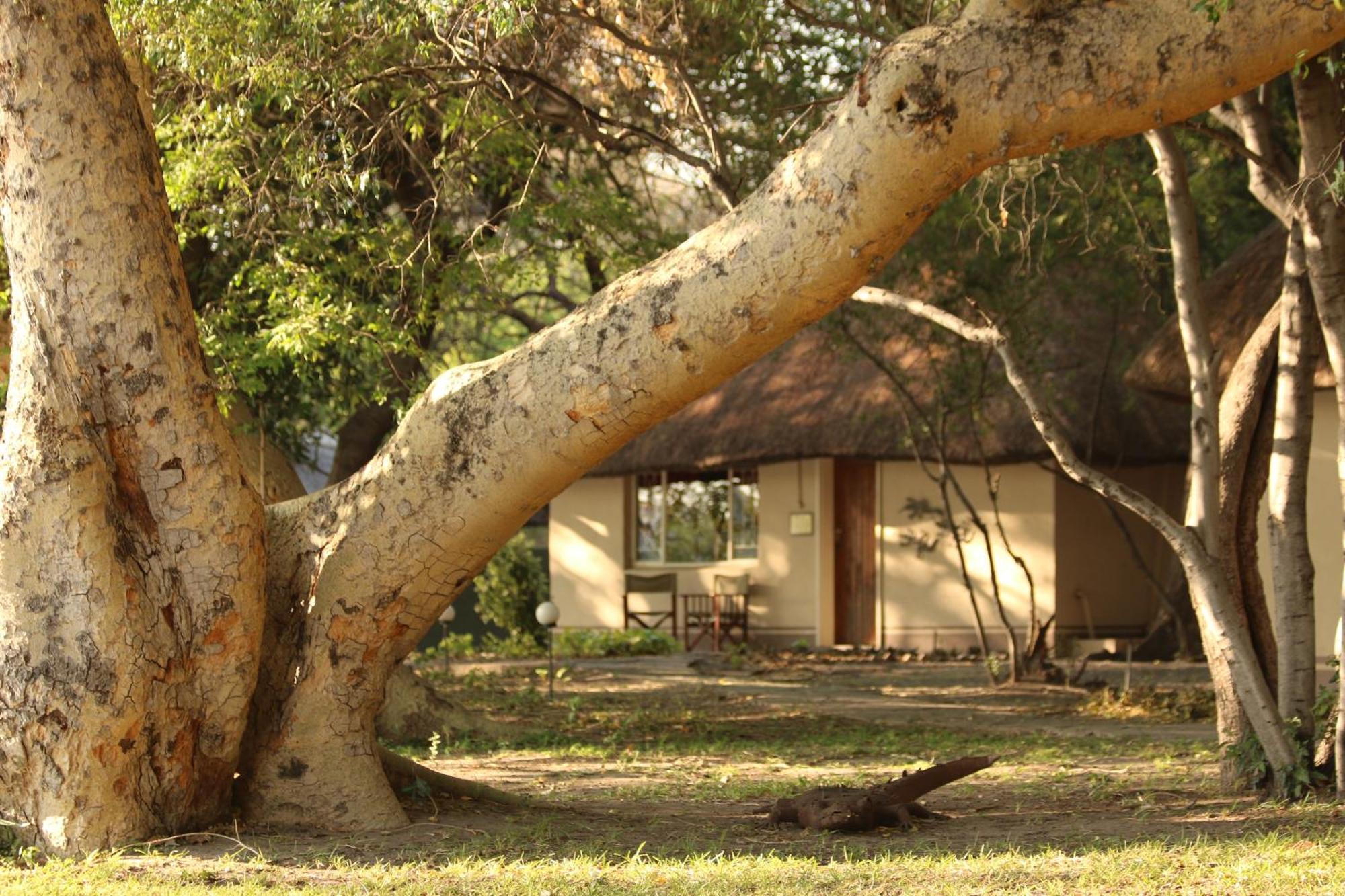 Island Safari Lodge Maun Eksteriør billede